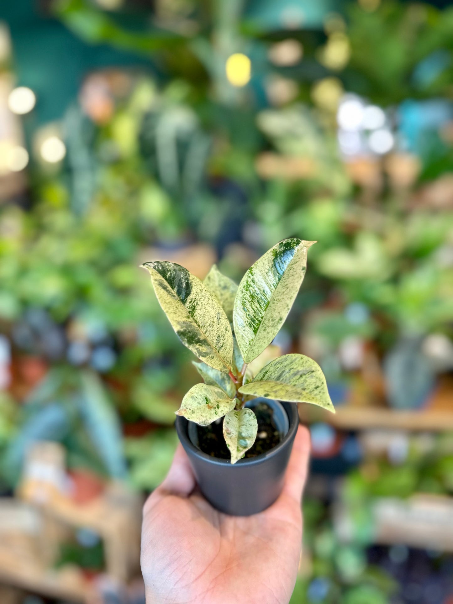 Ficus Shivereana Moonshine - Baby plant