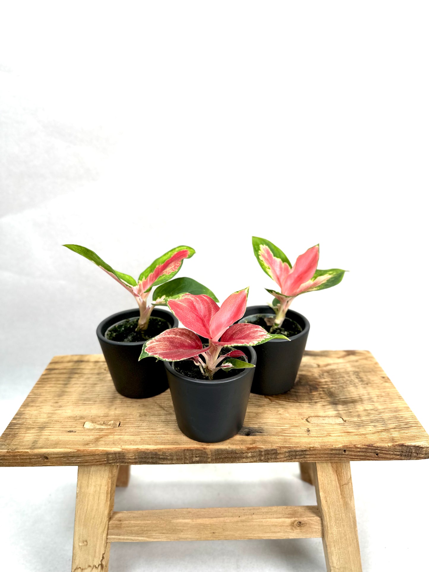 Aglaonema Red Dragon - Baby plant