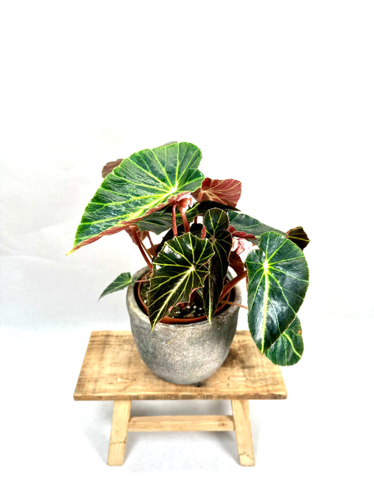 Begonia Chingipengii