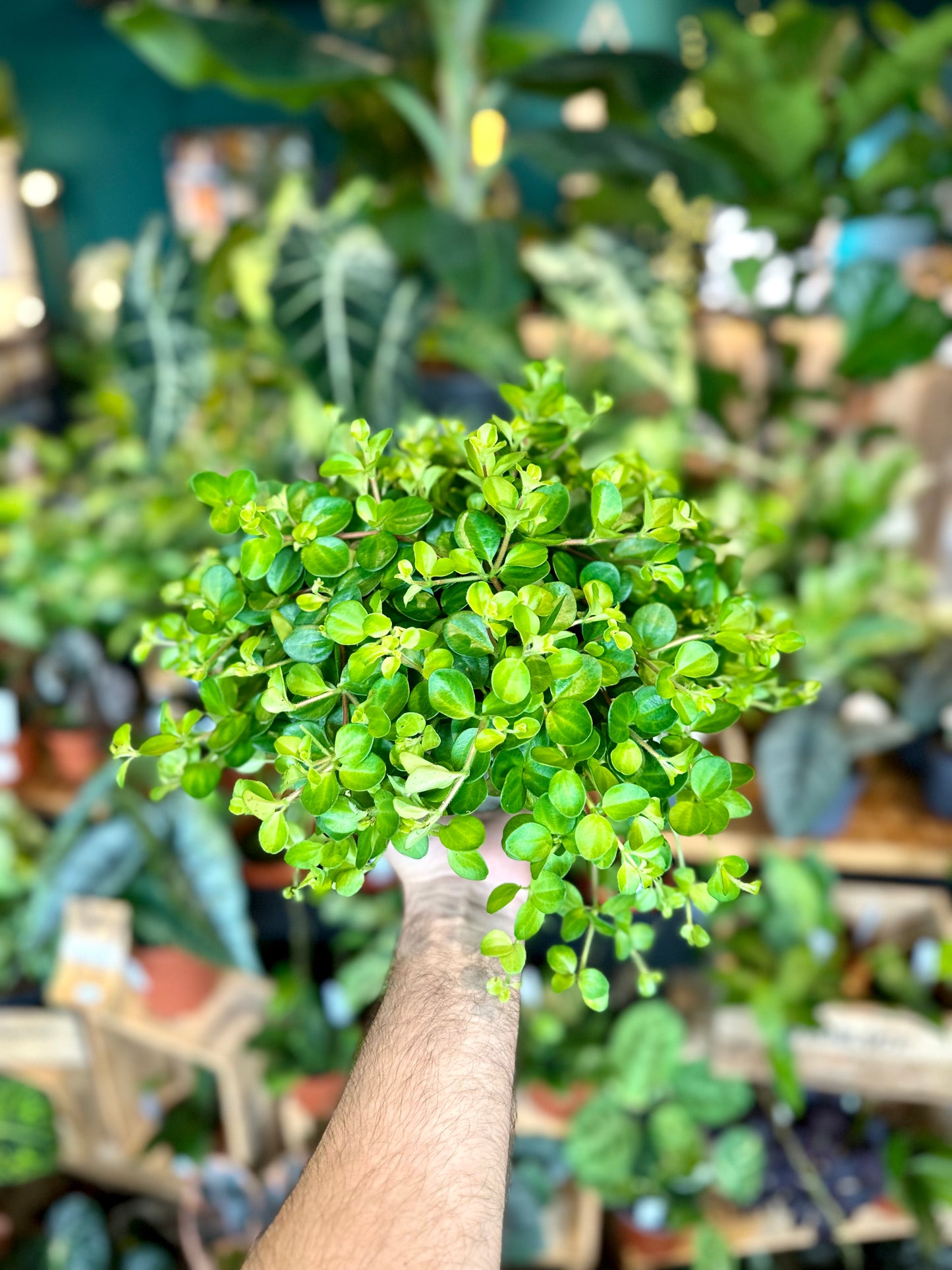 Peperomia Rotundifolia