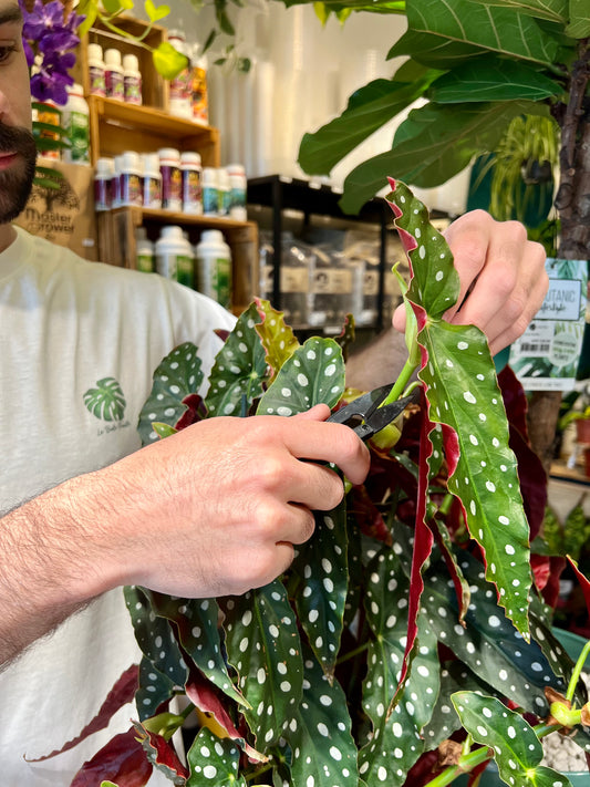 Bon cadeau pour un Atelier Bouturage