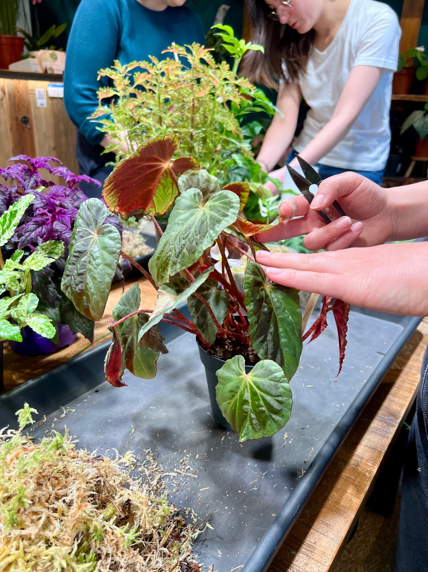 Atelier - Bouturer et multiplier ses plantes