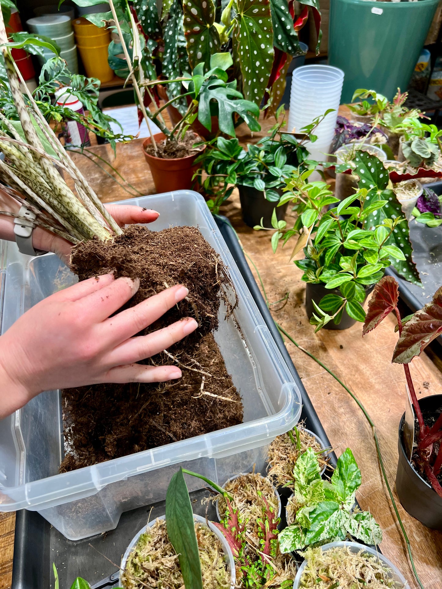 Atelier - Rempoter ses plantes