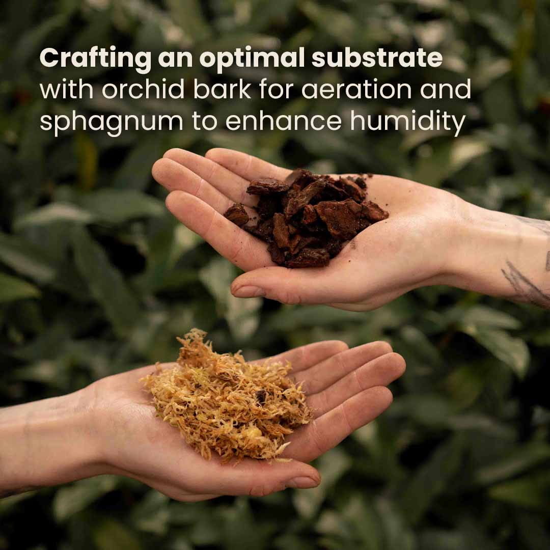 Premium Orchid Mix 5L