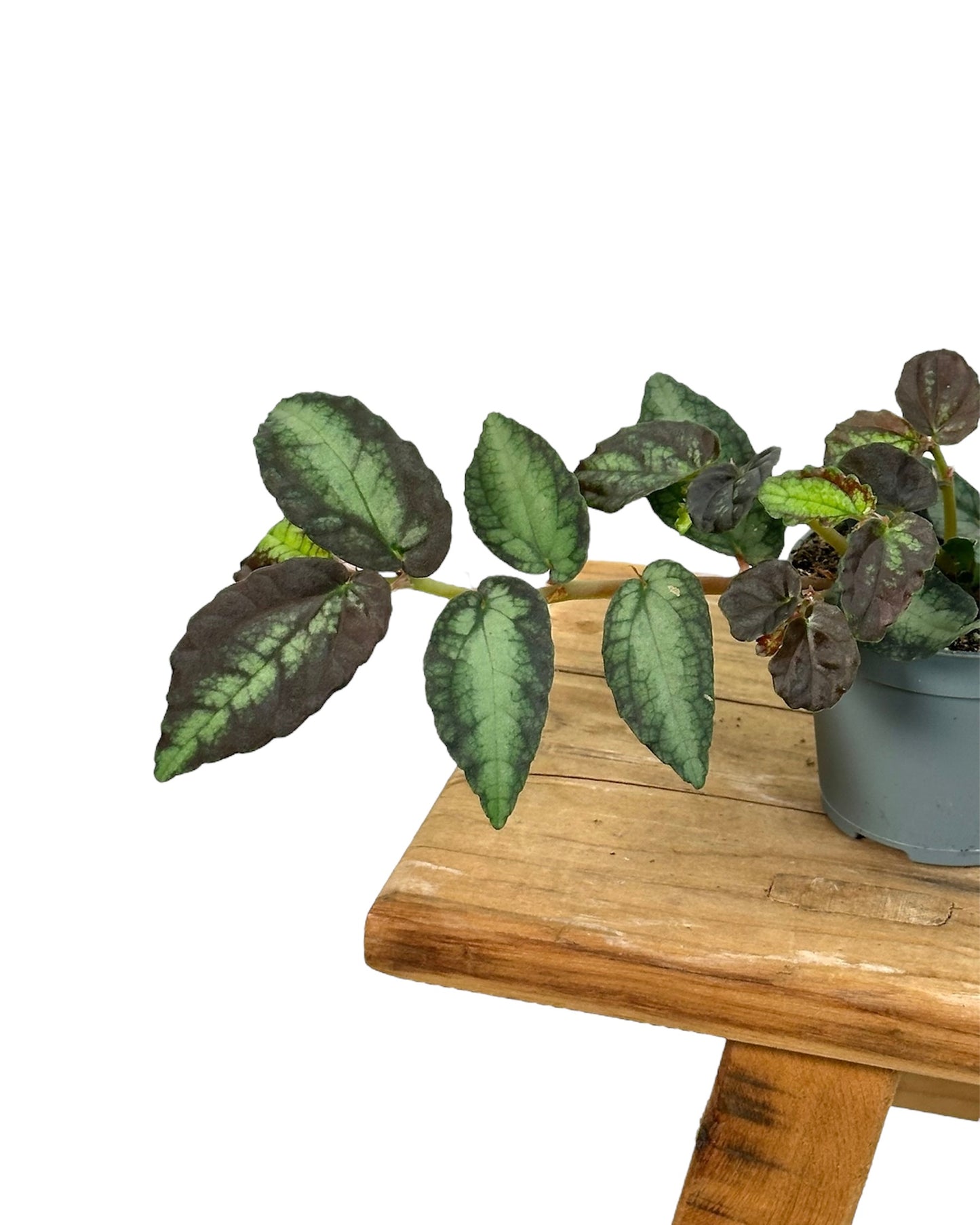 Pelliona repens - Baby plant