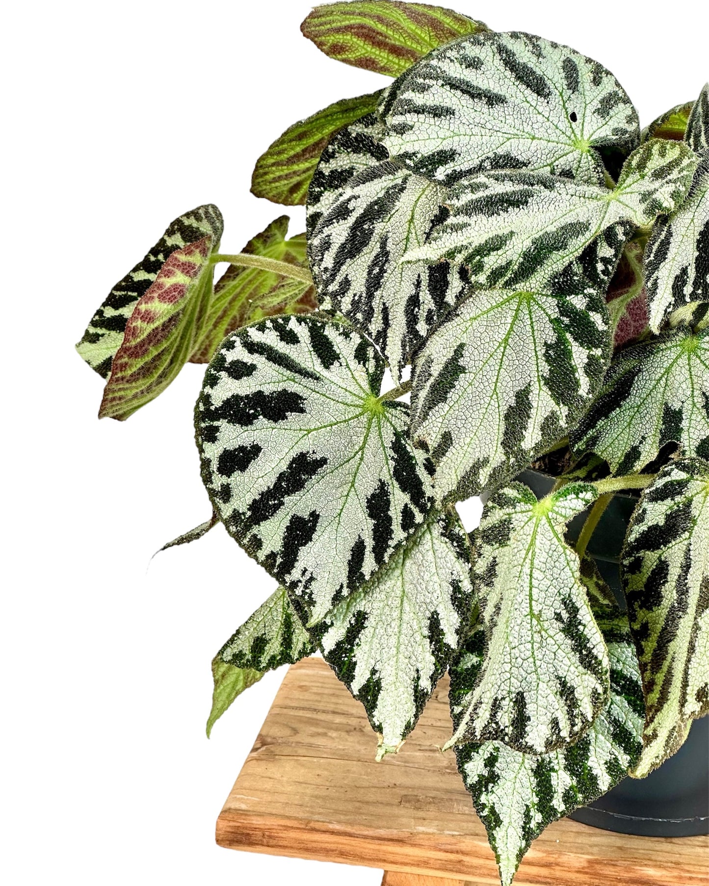 Begonia Silver Jewel