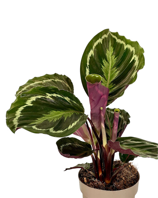 Calathea Medaillon