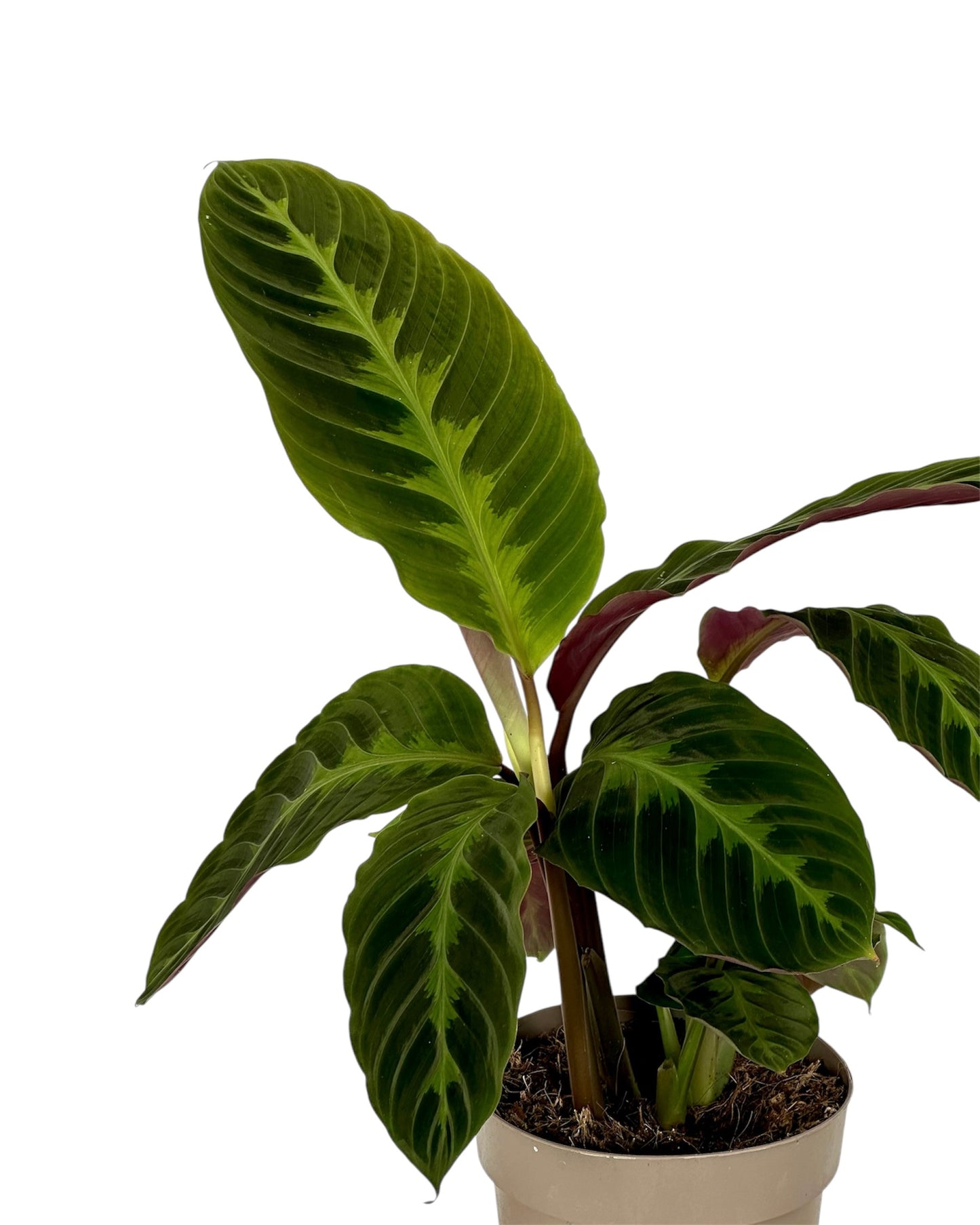 Calathea Warsewicszii