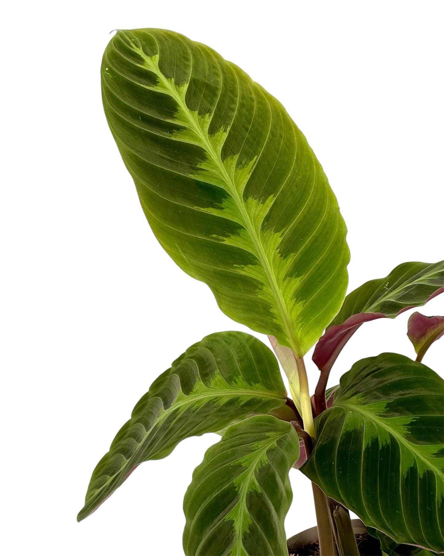 Calathea Warsewicszii