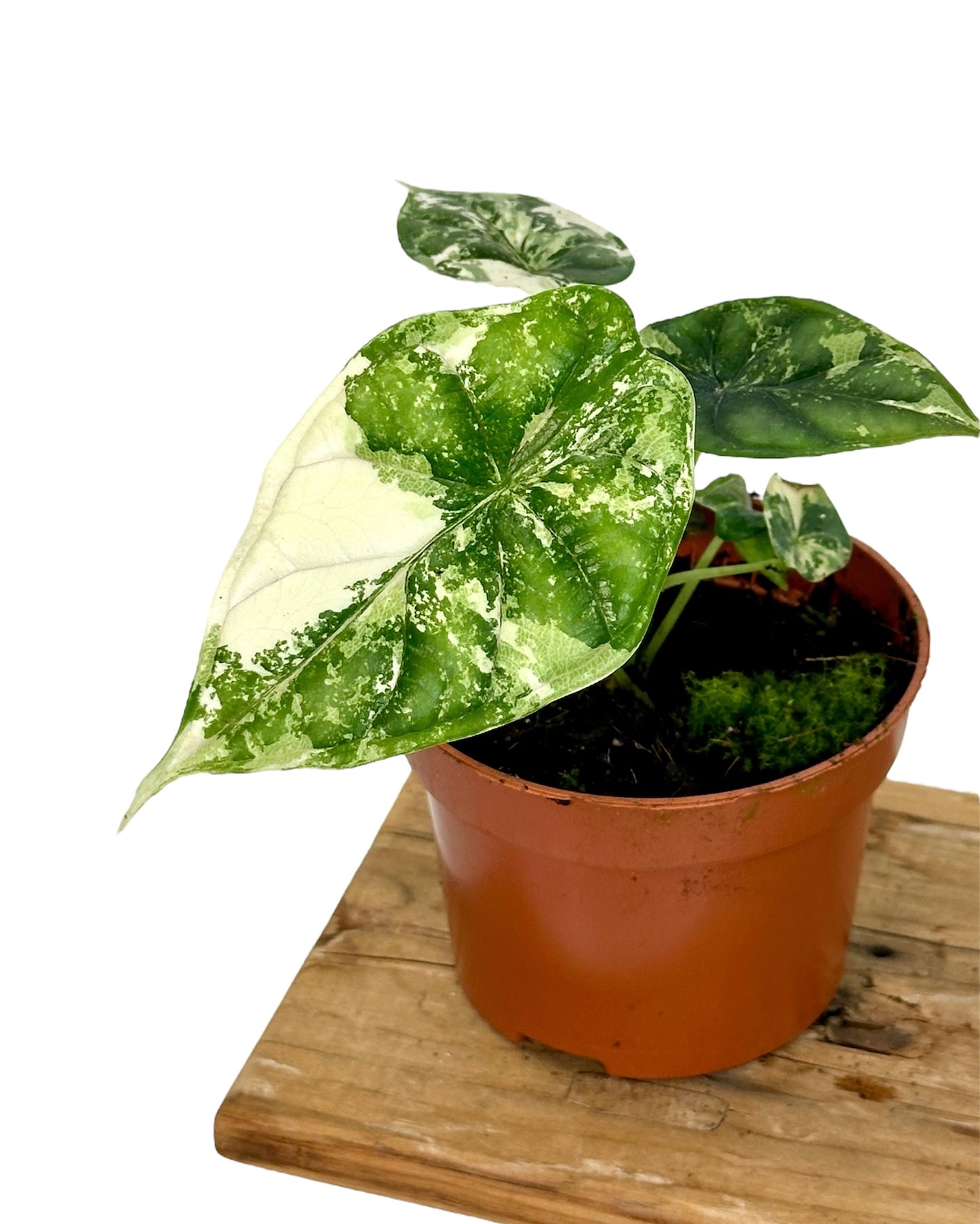 Alocasia Dragon Scale variegata