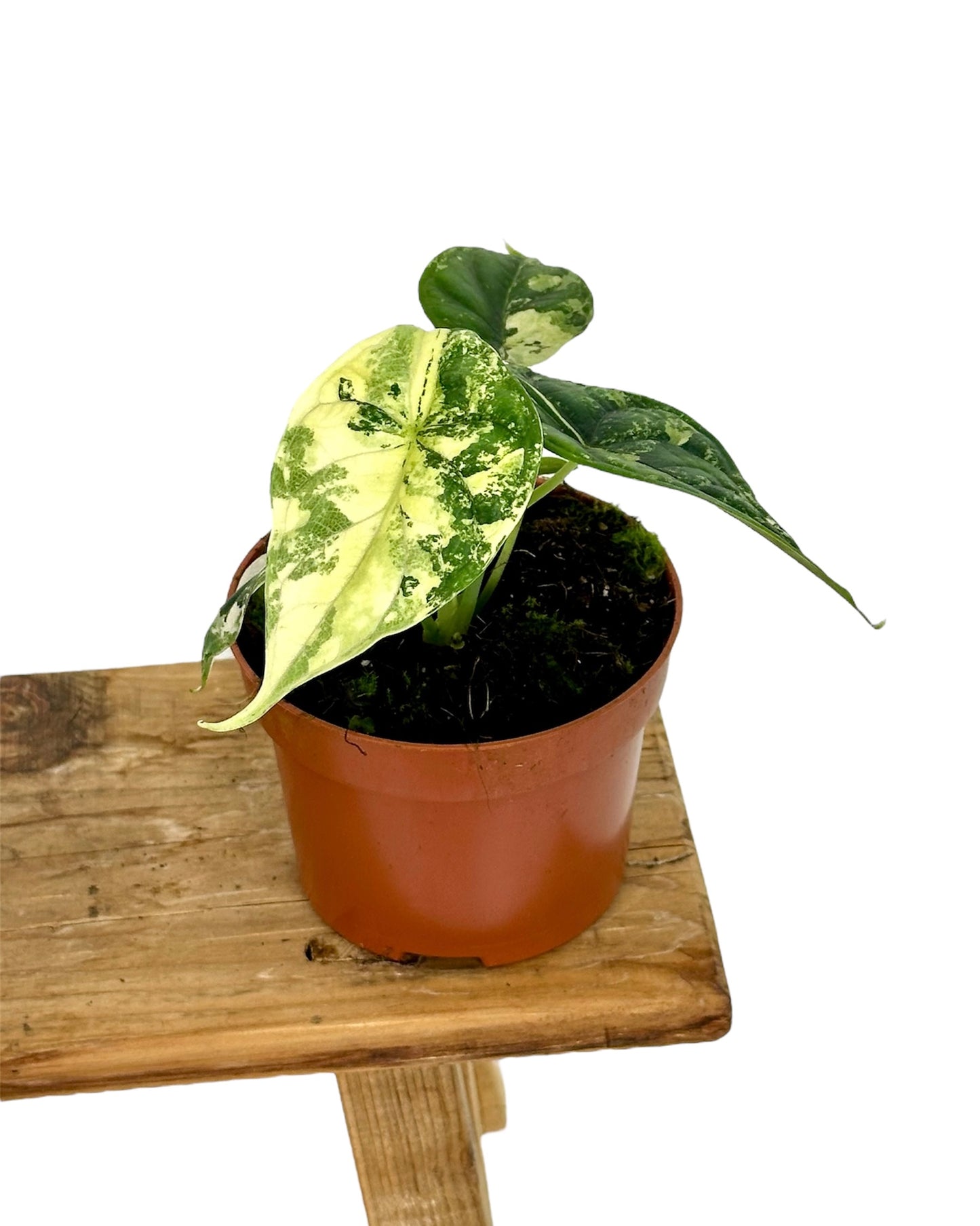 Alocasia Dragon Scale variegata