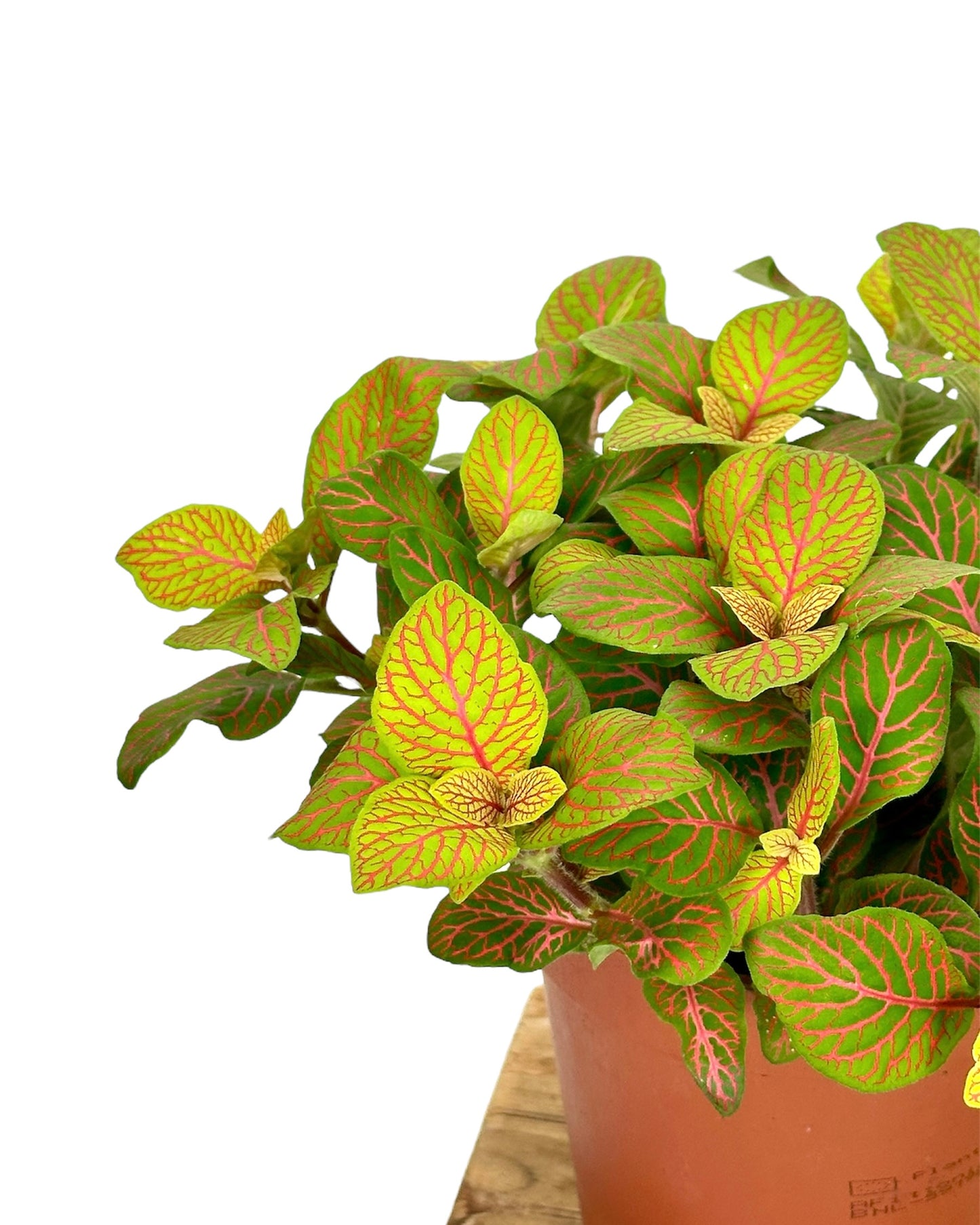 Fittonia Skeleton