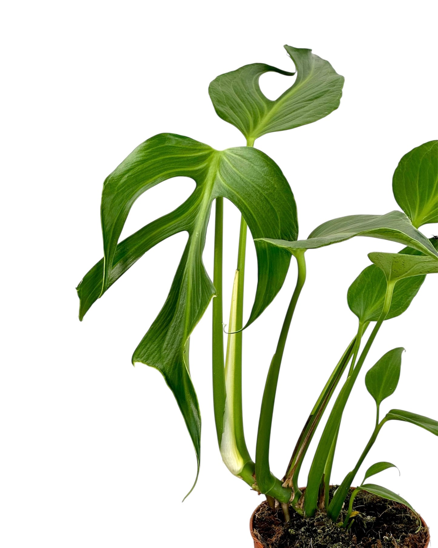 Monstera Burle Marx Flame