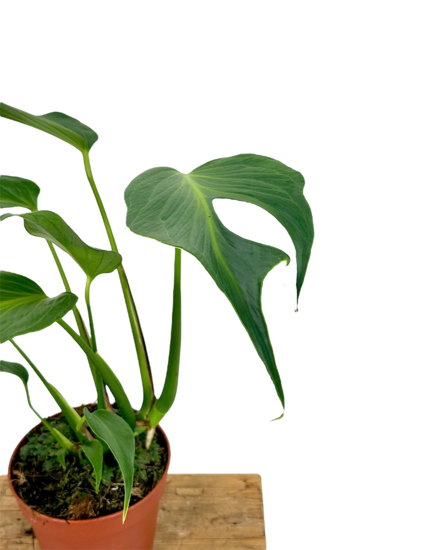 Monstera Burle Marx Flame