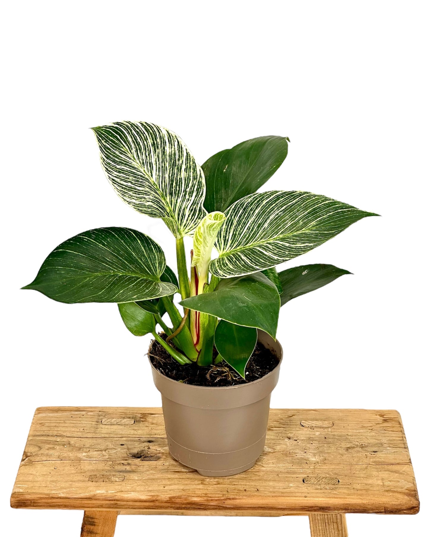 Philodendron Birkin "White Veins"