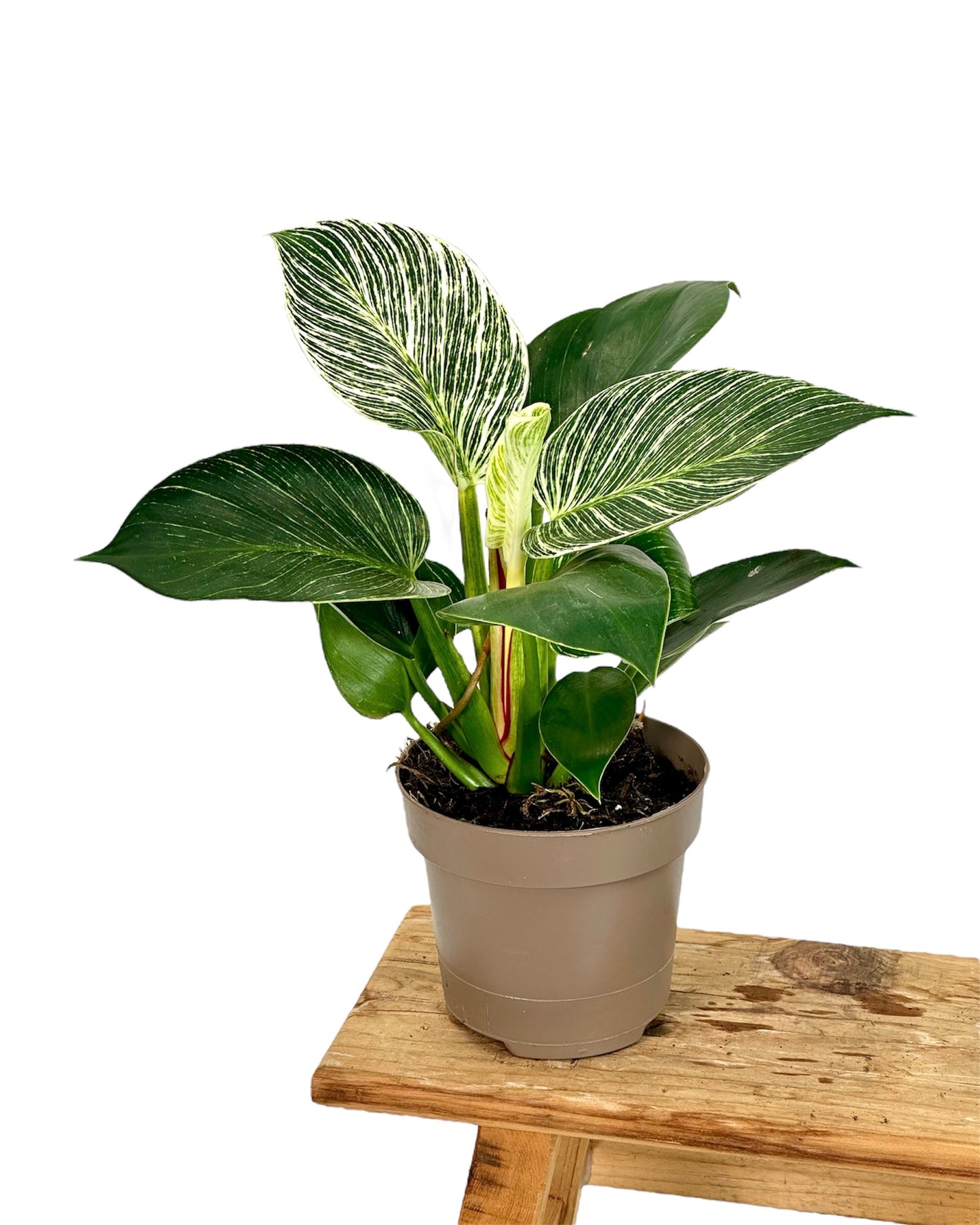 Philodendron Birkin "White Veins"