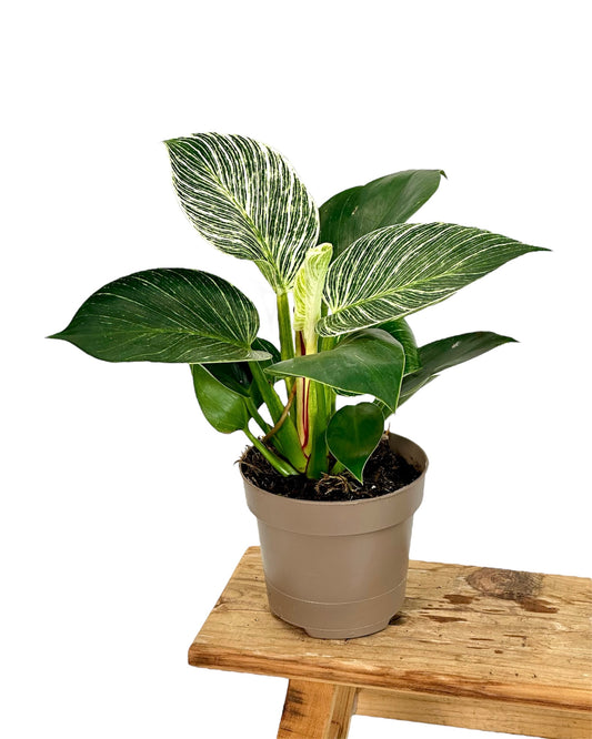 Philodendron Birkin "White Veins"