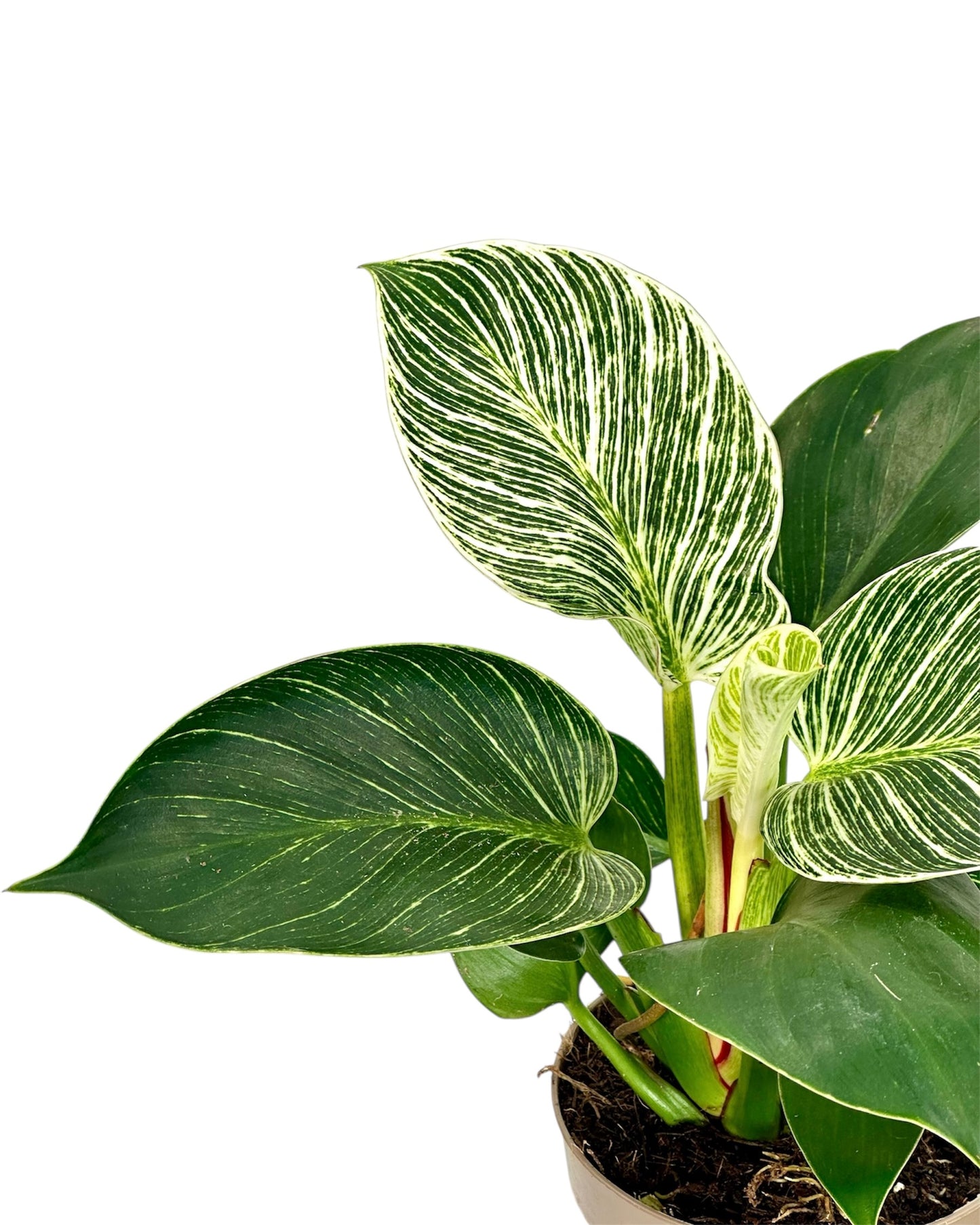 Philodendron Birkin "White Veins"