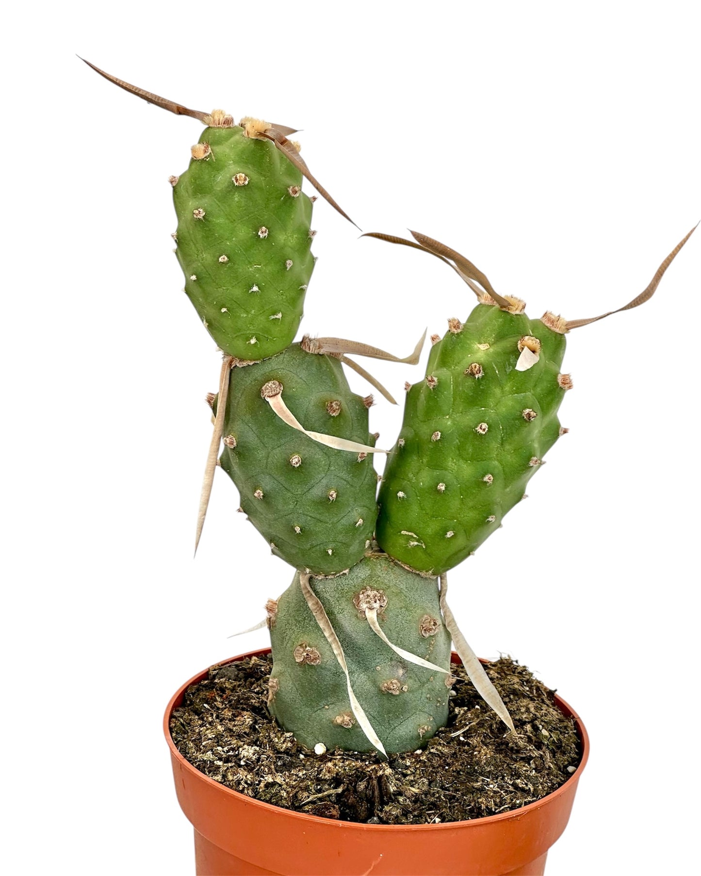 Tephrocactus Articulatus