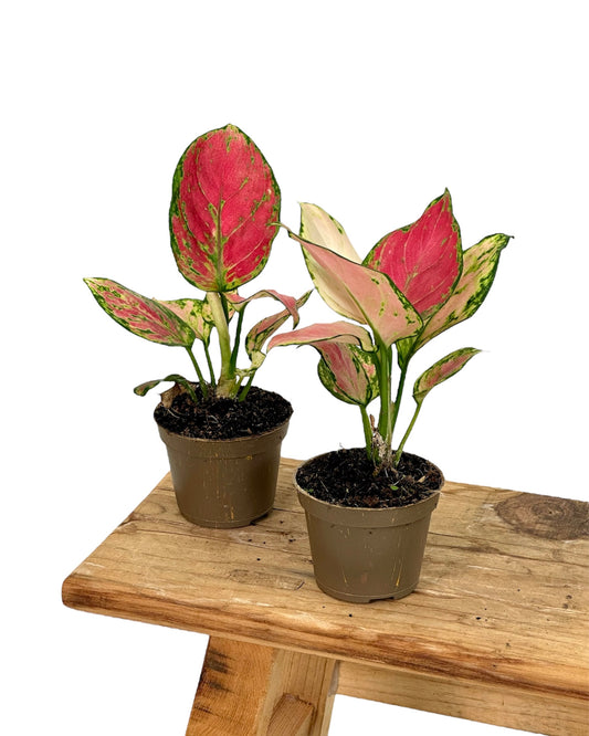Aglaonema Pinky Promise - Baby plant