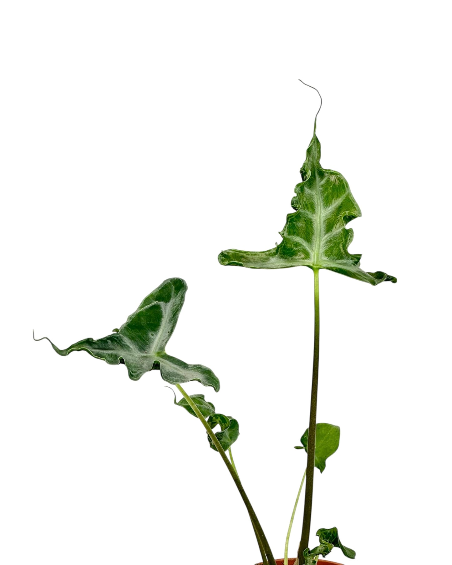 Alocasia Teletubbies