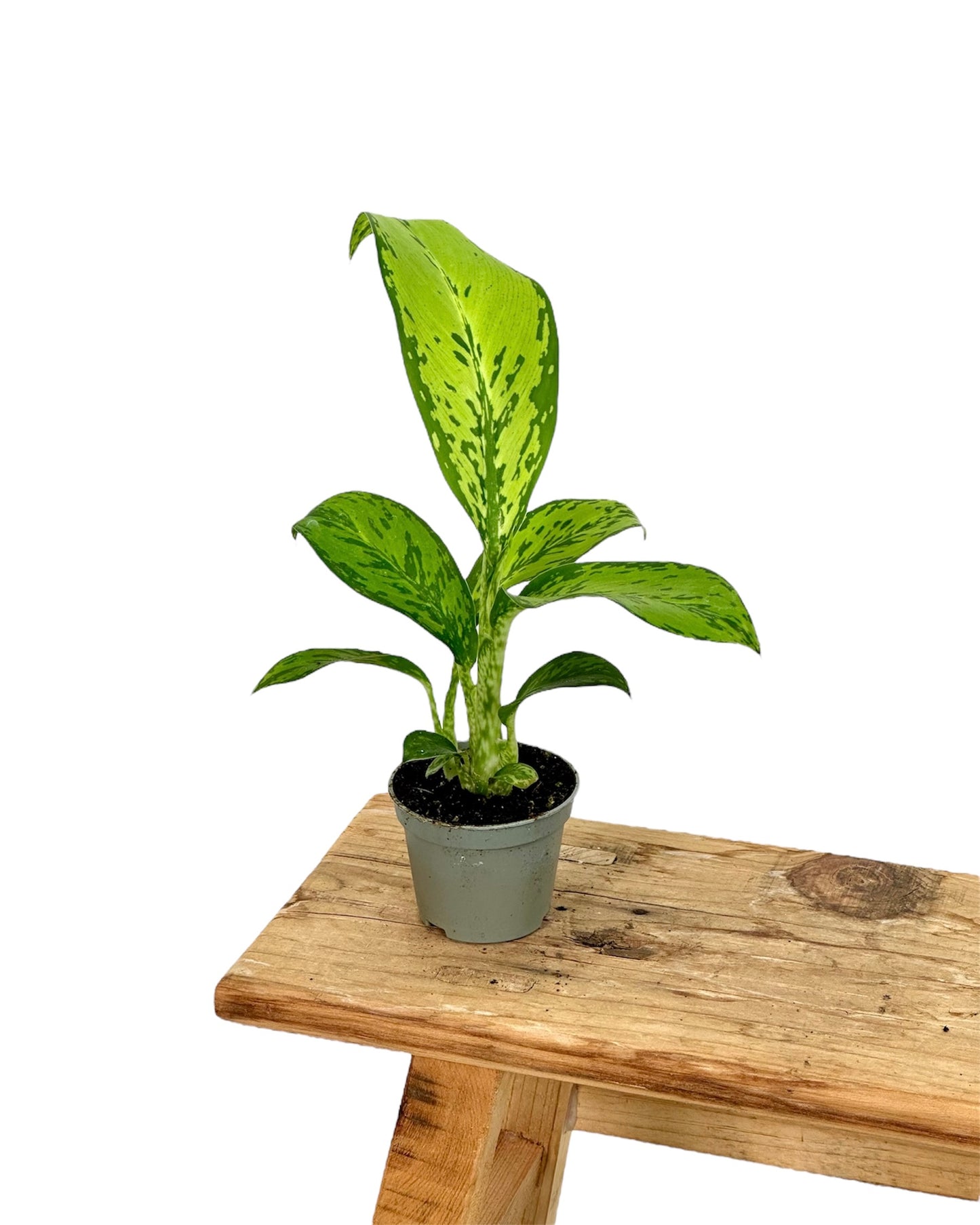 Dieffenbachia Crocodile - Baby plant