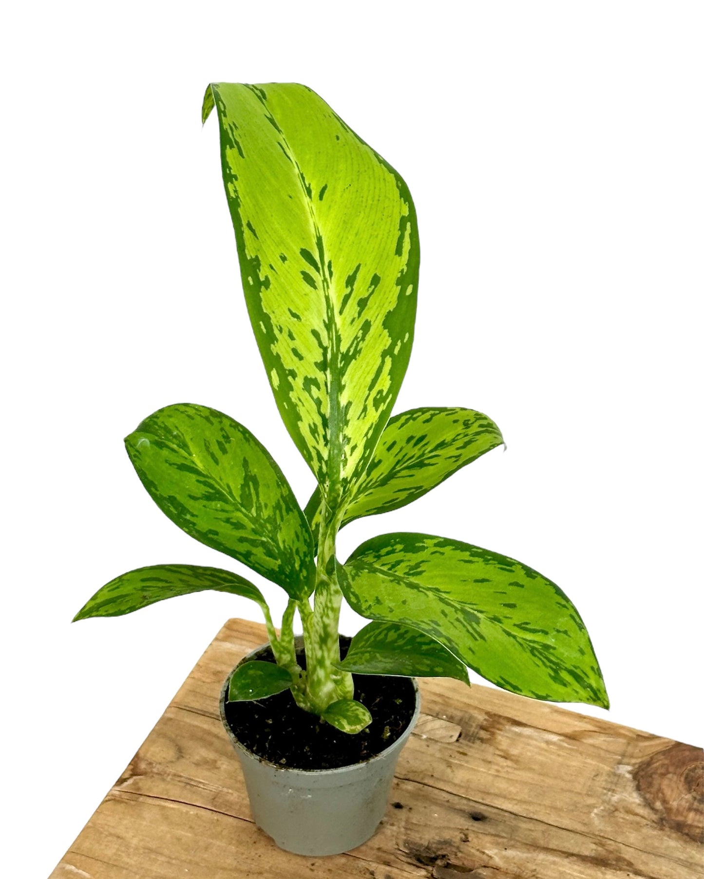 Dieffenbachia Crocodile - Baby plant