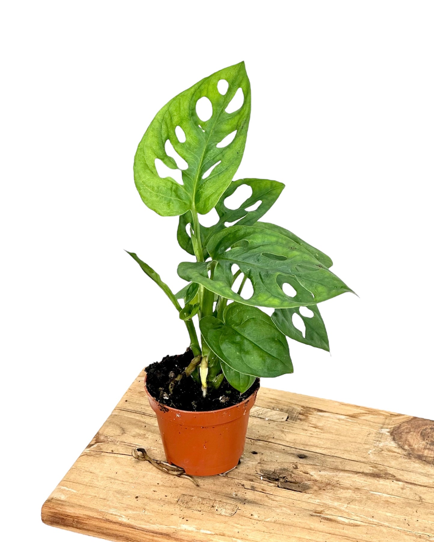 Monstera Obliqua Leichtlinii - Baby plant