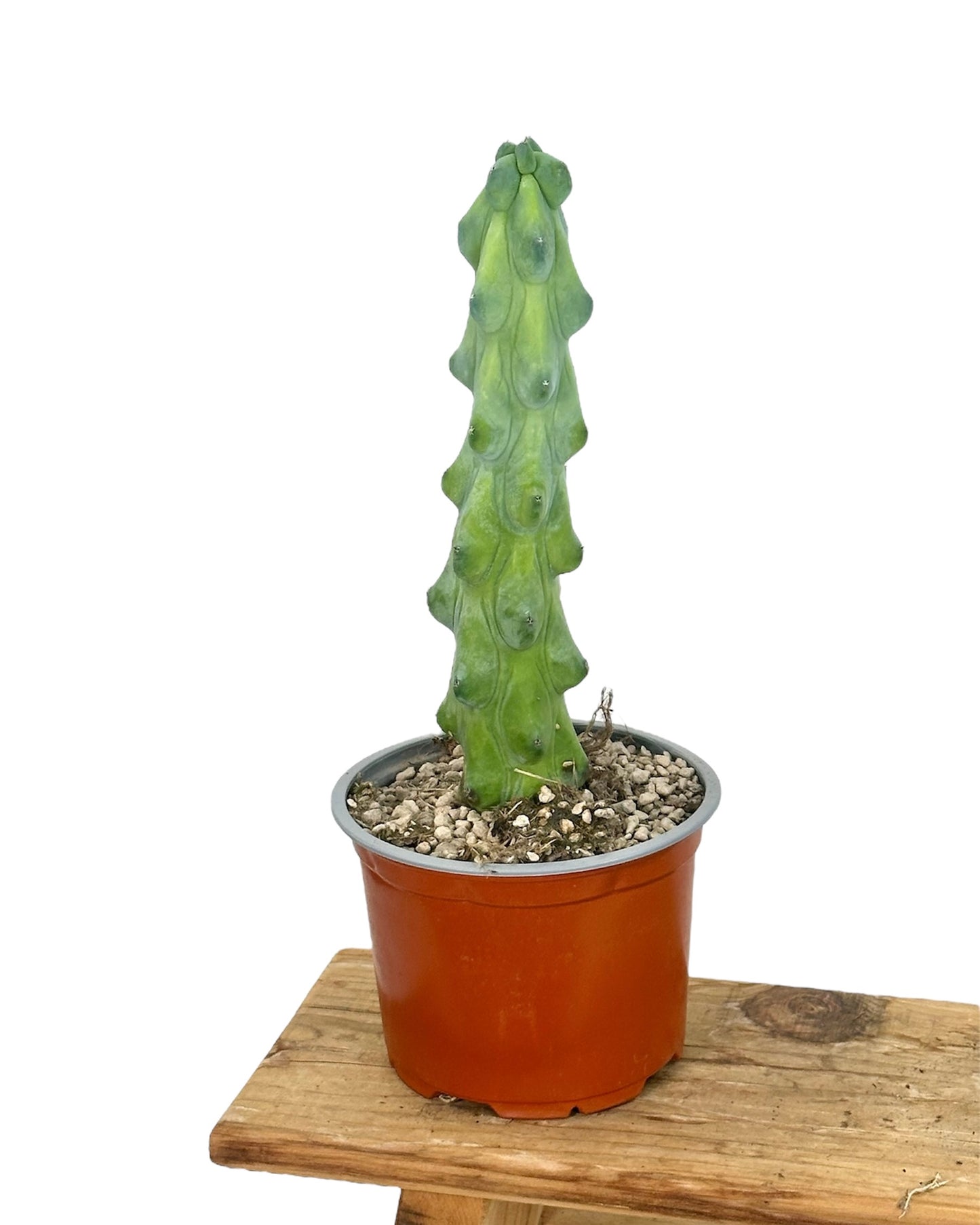 Myrtillocactus Geometrizans Fukurokuryuzinboku - Boobie Cactus