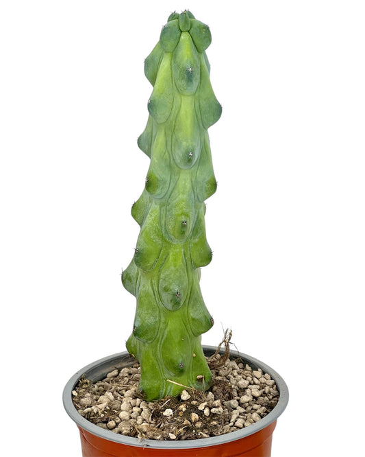 Myrtillocactus Geometrizans Fukurokuryuzinboku - Boobie Cactus
