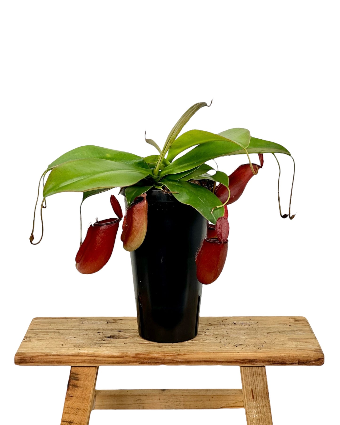 Nepenthes 'Bloody Mary' - Plante carnivore