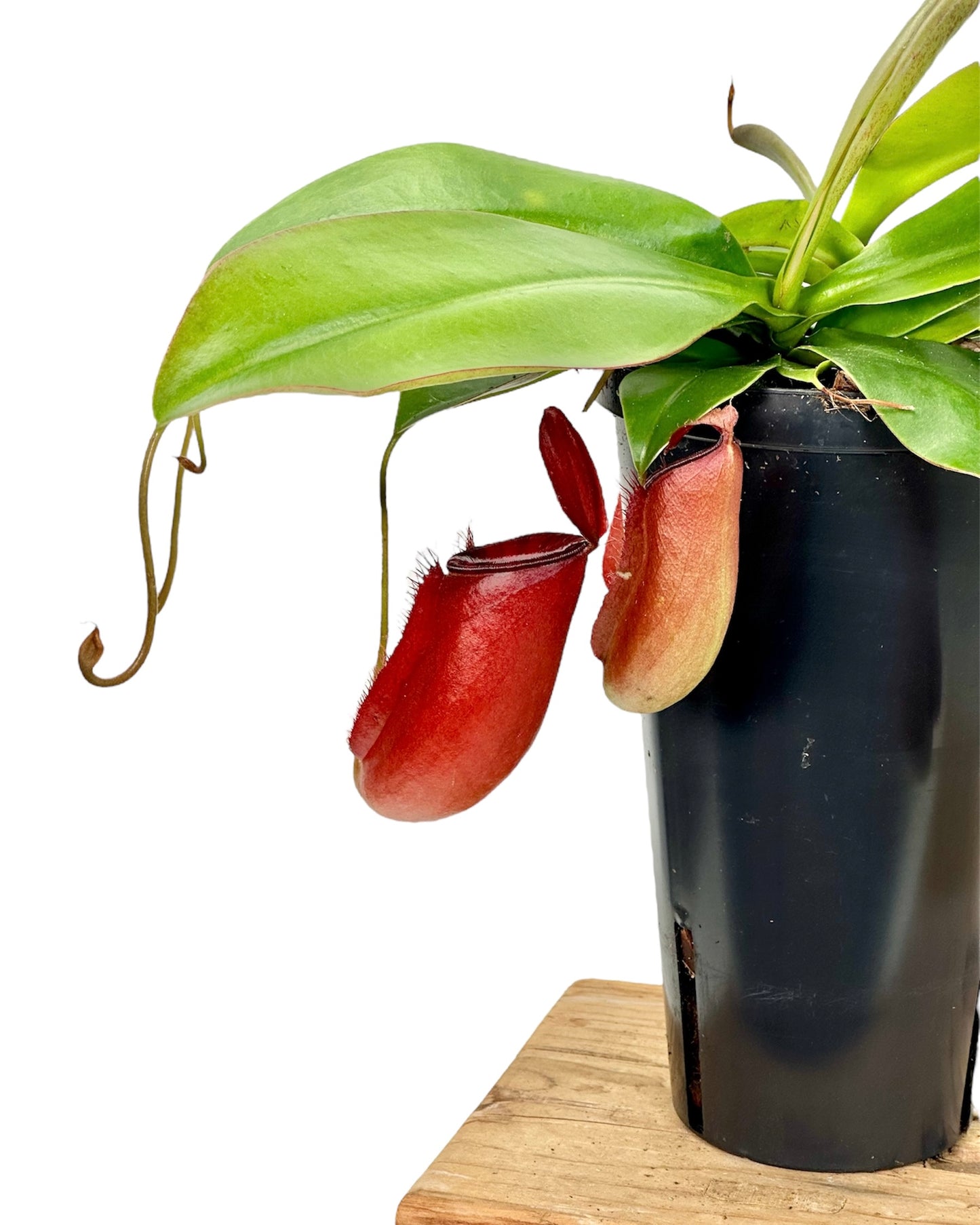 Nepenthes 'Bloody Mary' - Plante carnivore