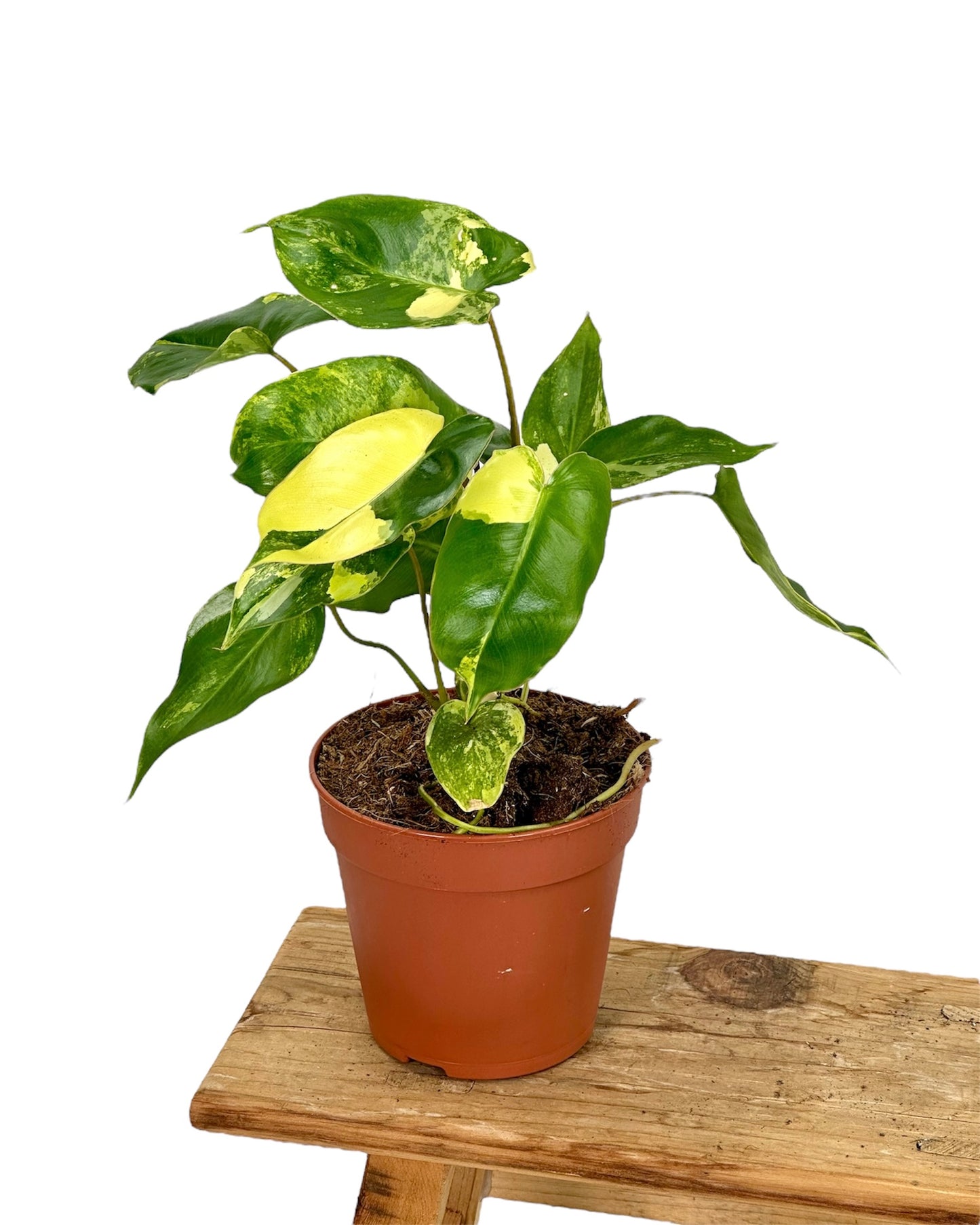 Philodendron Burle Marx variegata