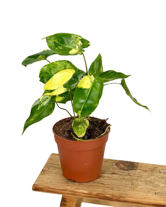 Philodendron Burle Marx variegata
