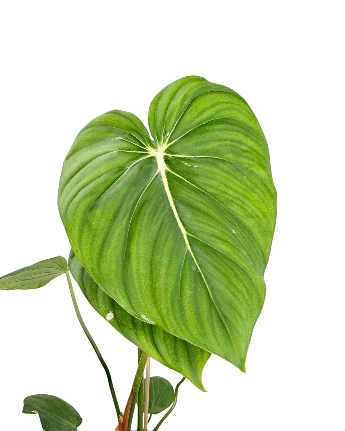 Philodendron Mc Dowell