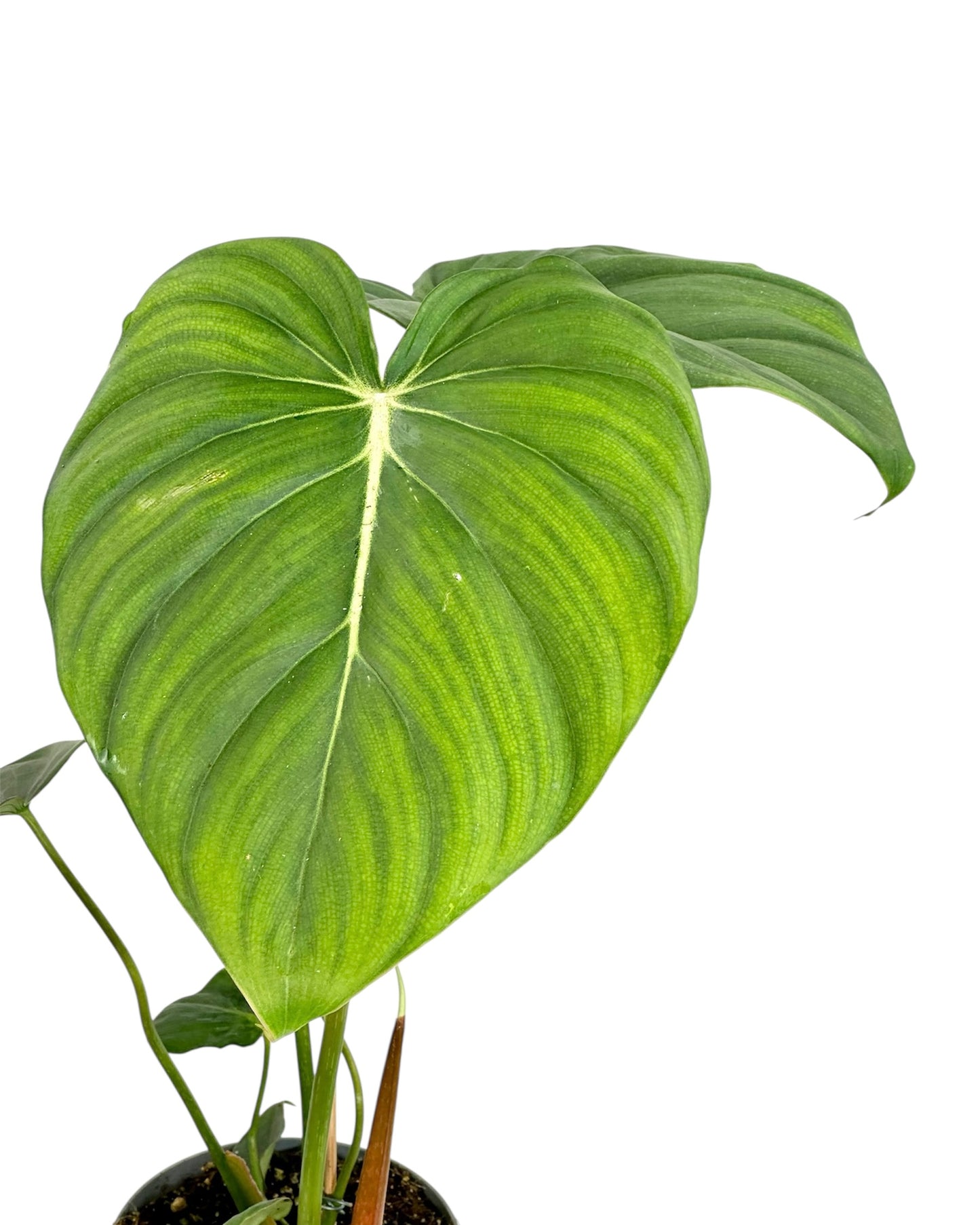 Philodendron Mc Dowell
