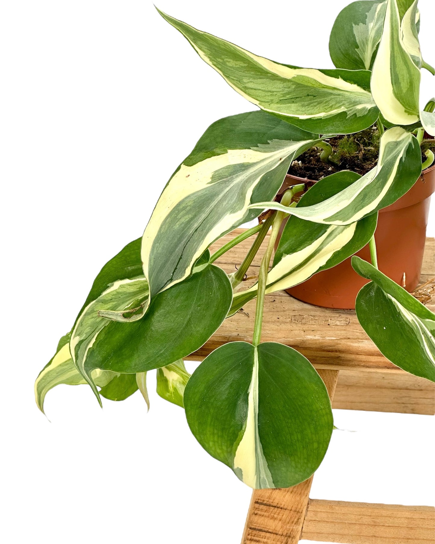 Philodendron Rio