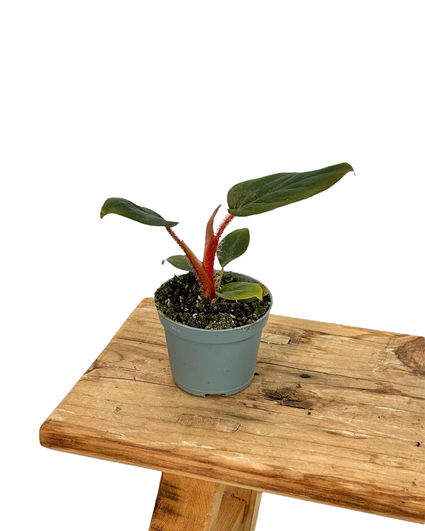 Philodendron Squamiferum x Serpens - Baby plant