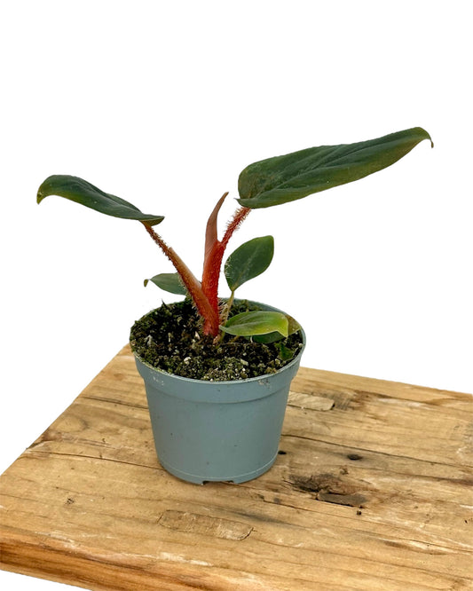Philodendron Squamiferum x Serpens - Baby plant