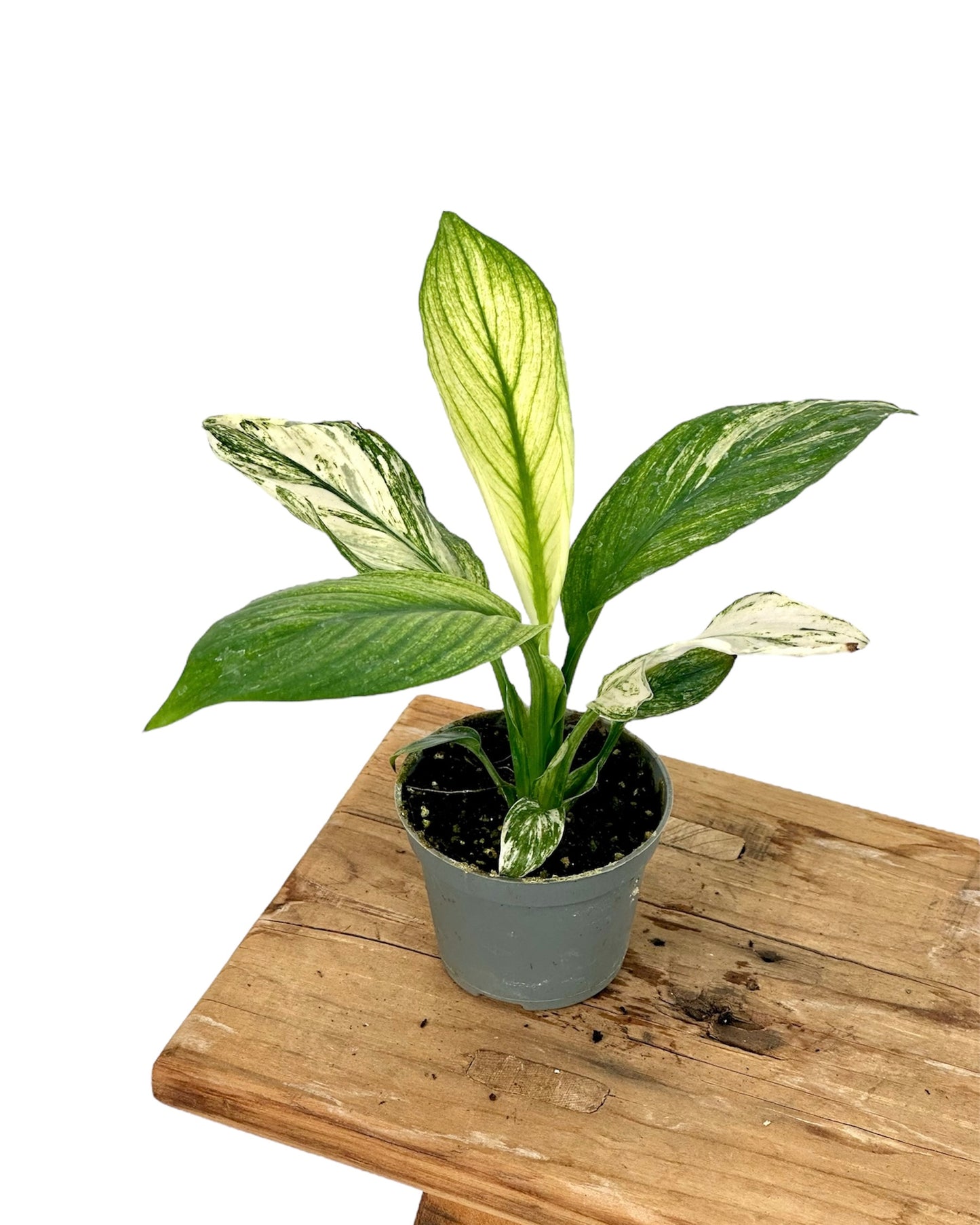 Spathiphyllum sensation variegata - Baby plant
