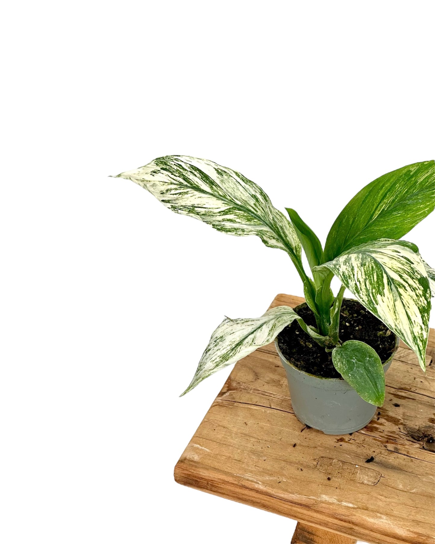 Spathiphyllum sensation variegata - Baby plant