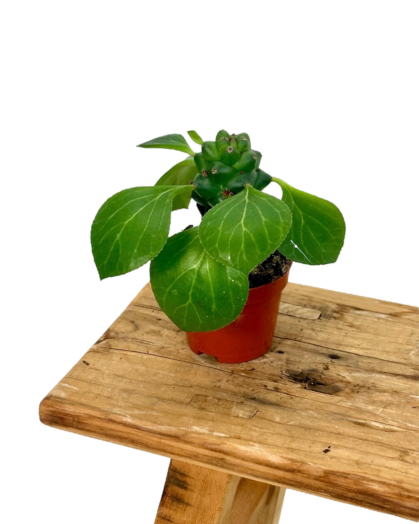 Euphorbia Ritchiei - Baby plant