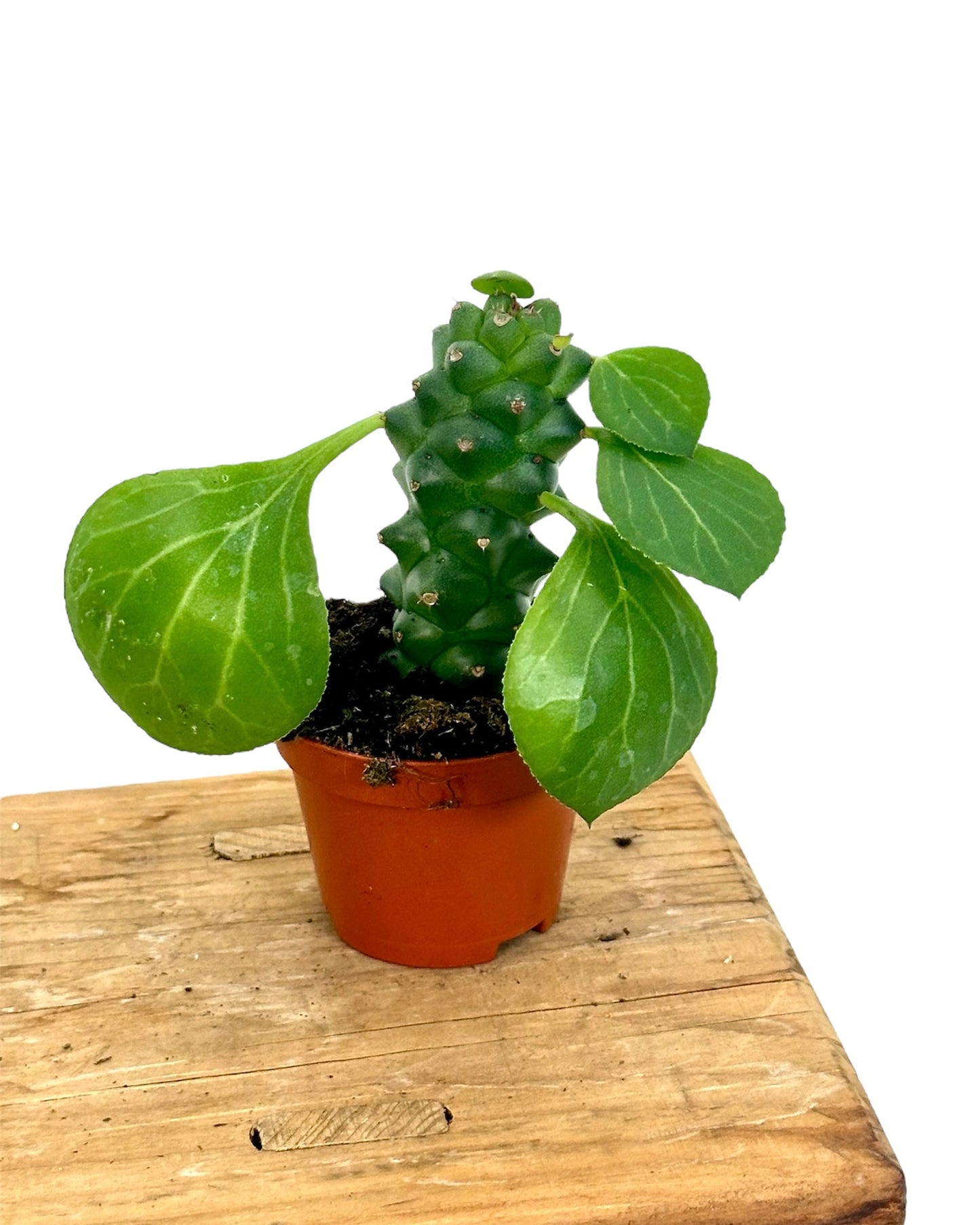 Euphorbia Ritchiei - Baby plant