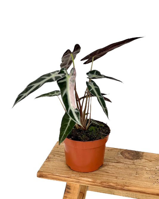 Alocasia Bambino variegata