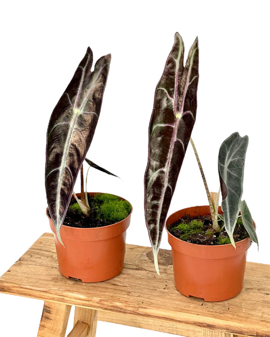 Alocasia Longiloba Purple