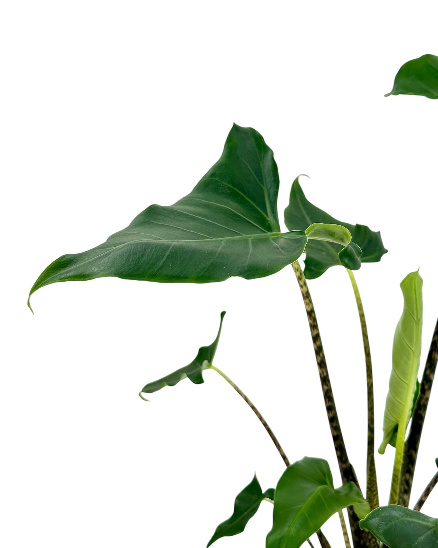 Alocasia Tigrina x Zebrina Hybrid