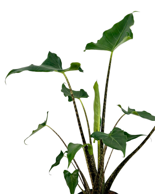 Alocasia Tigrina x Zebrina Hybrid