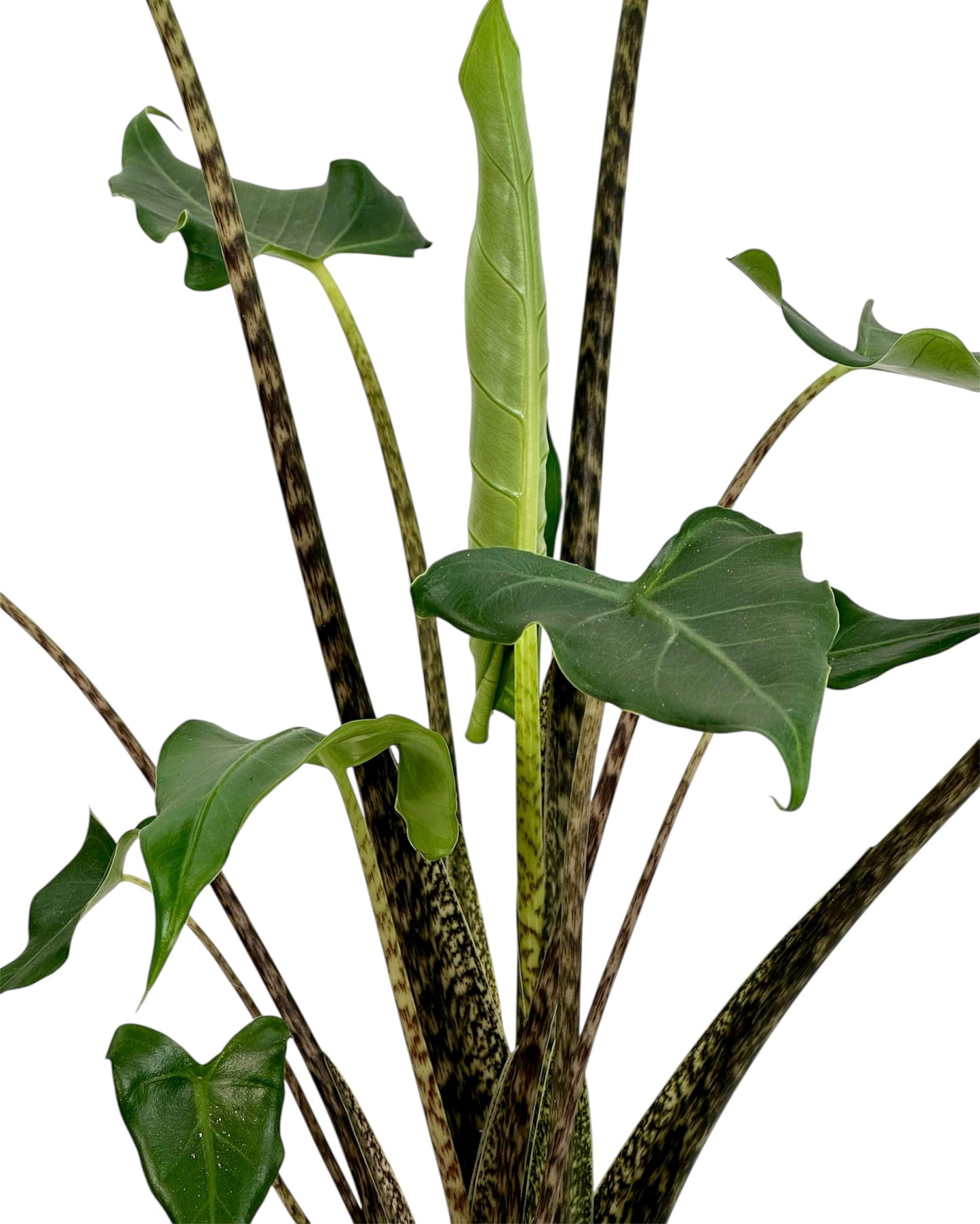 Alocasia Tigrina x Zebrina Hybrid