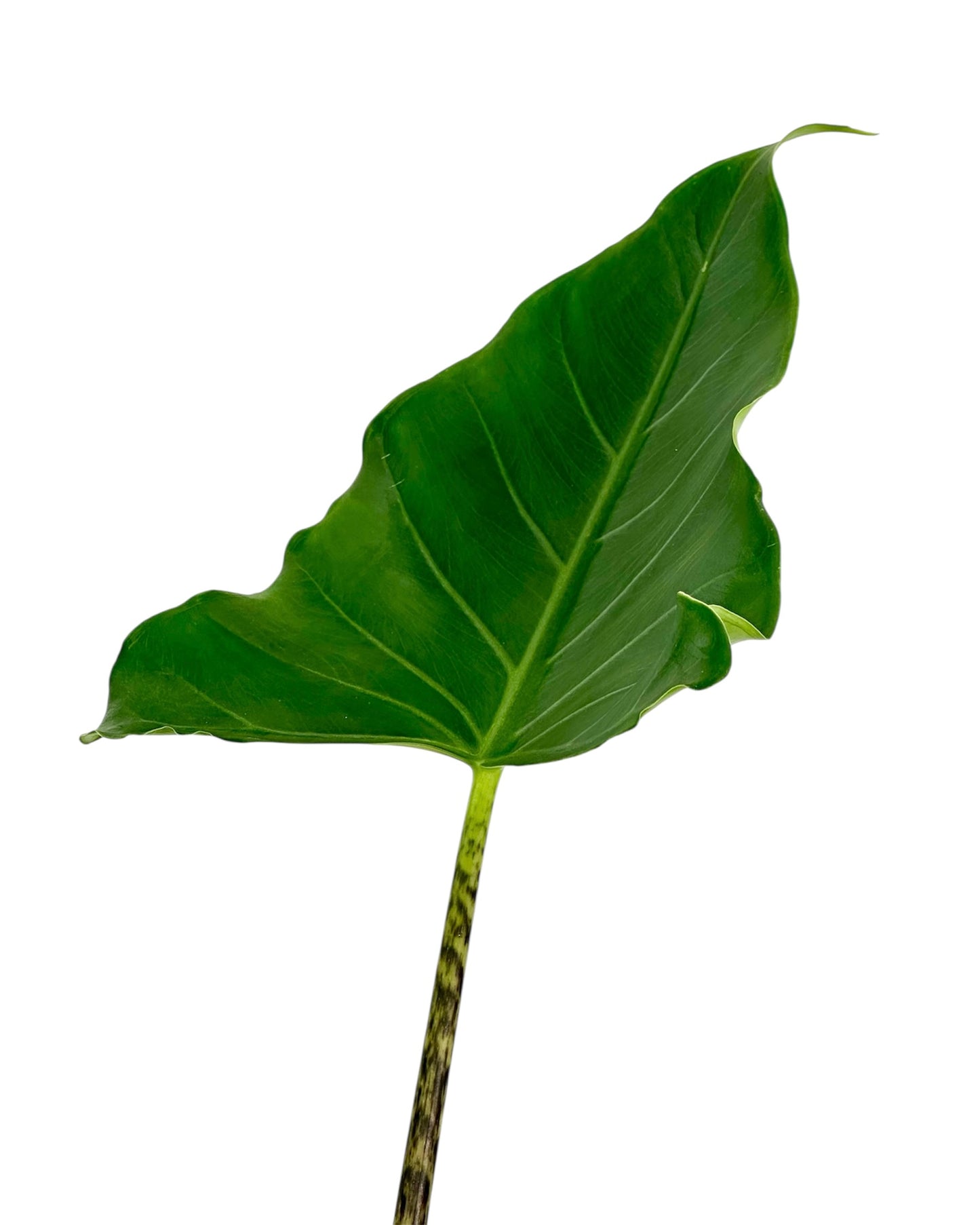 Alocasia Tigrina x Zebrina Hybrid