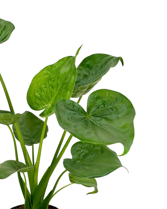 Alocasia Cucullata